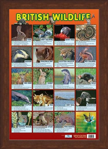 Framed Framed British Wildlife - Native British Animals